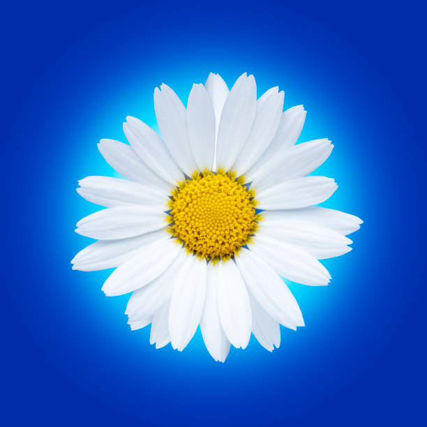 istock Isolated white daisy flower on a blue packground. 1248214403