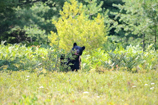 Black bear hunting for berries in Algonquin Park, Ontario, Canada.