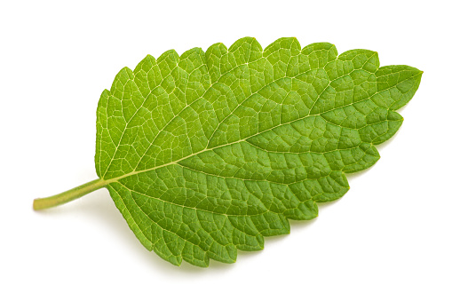 Linden leaf (Lime Tree-Tilia)