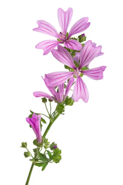mallow flowers isolated  on white background