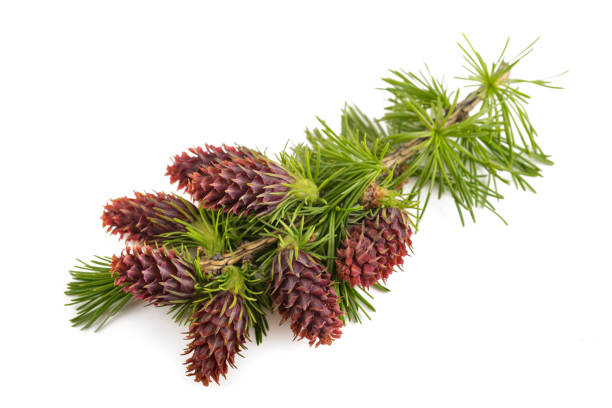 Larch branch with flowers Larch branch with flowers isolated on white larch tree stock pictures, royalty-free photos & images