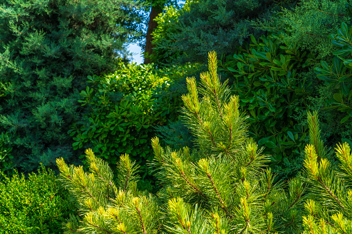 Green pine branches in a city park