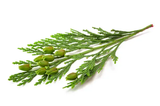 California incense cedar branch with fruits isolated on white