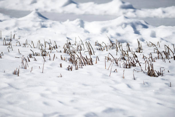 estanque congelado o pequeño lago cubierto de nieve en invierno - frozen cold lake reed fotografías e imágenes de stock