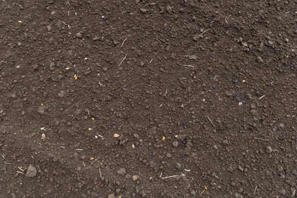 istock soil for planting rice background. top view 1248225811