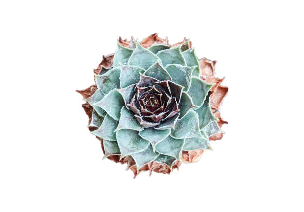 istock Blue green and purple sempervivum rosette 1248225853