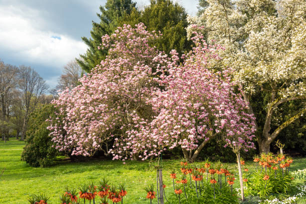 istock Saucer magnolia tree in full blossom 1248226133