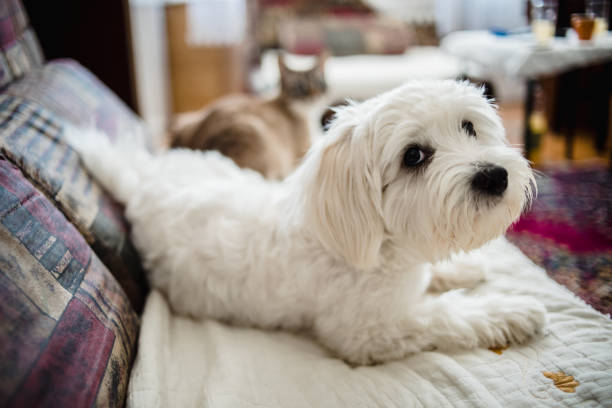 The Maltese dog rests in bed and enjoys a quiet home