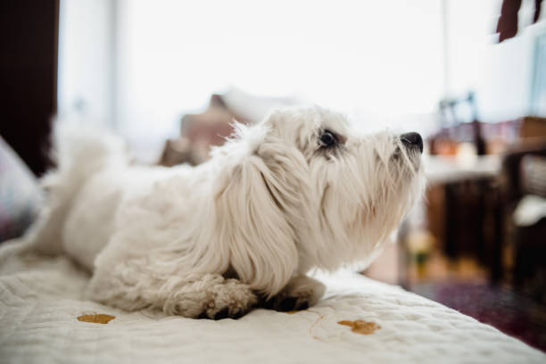 istock Maltese dog on bed with 1248226255