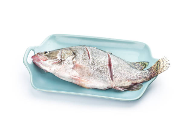 istock A piece of fresh osmanthus fish on a plate 1248227955