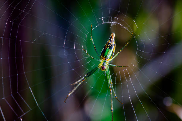 istock One corner insect making a nest in the forest 1248228005