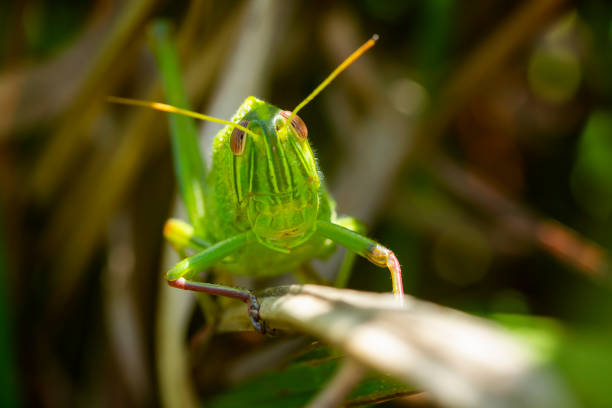 istock One beautiful grasshopper on the leaves. 1248228062