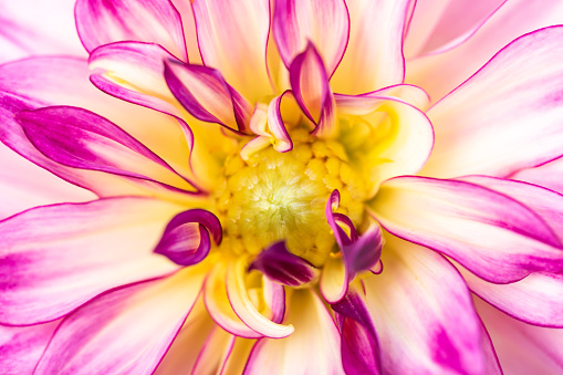Macro of a pink yellow dahlia - cultivar Hapet Piccadilly
