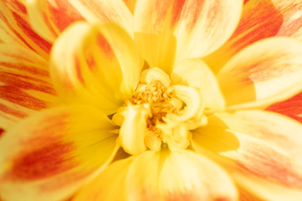 Macro of a yellow dahlia - cultivar Joachim Clasen