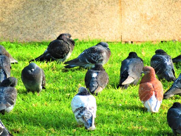 istock Pigeons in the park. 1248233839