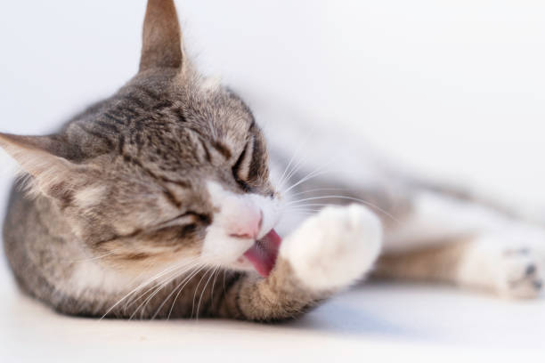 istock Cat resting and preening in a terrace 1248233852