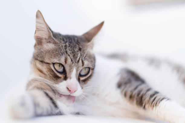 A cat washing it's paws with tongue