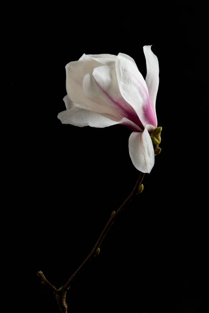 istock Magnolia flower on black background 1248234628