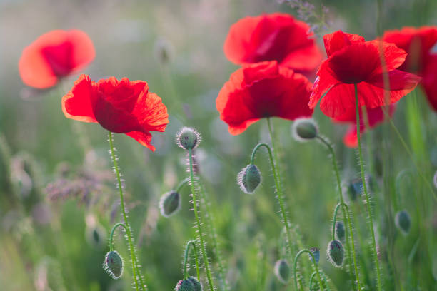 istock red poppied in wild field 1248234686