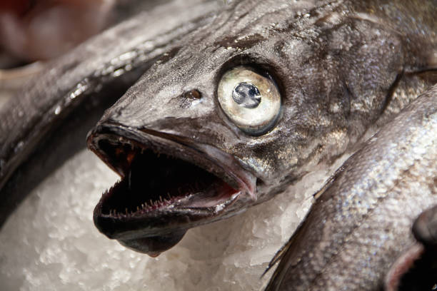 istock Detail of fresh fish on ice 1248234971