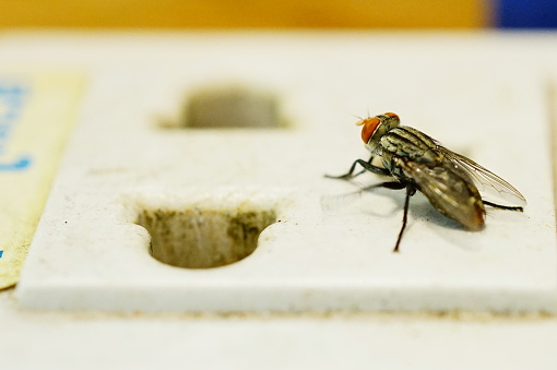 Close-up of Drosophila Fly Insect