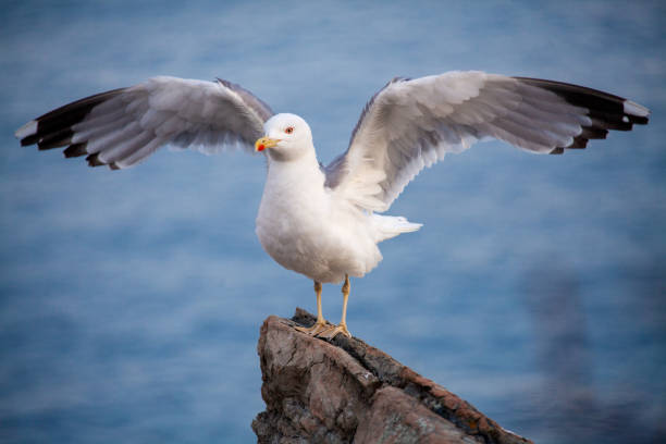 möwe steht auf einem felsen bereit zu fliegen - 3690 stock-fotos und bilder