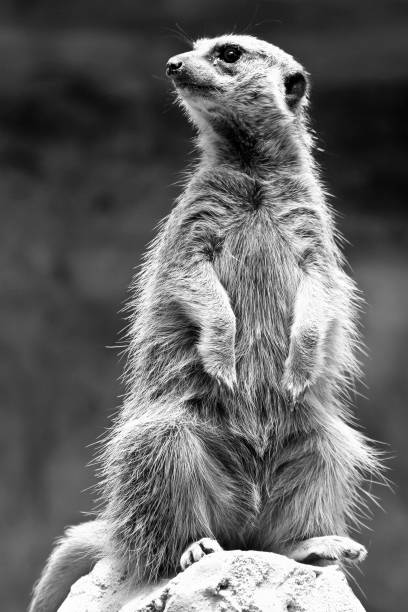 istock Meerkat sitting on a stone looking at the horizon 1248235359