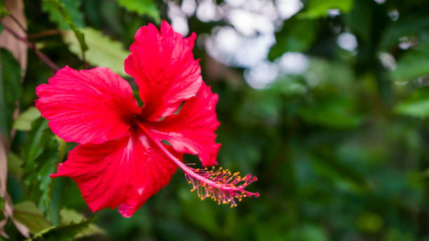 istock Chinese rose flowers. 1248235577