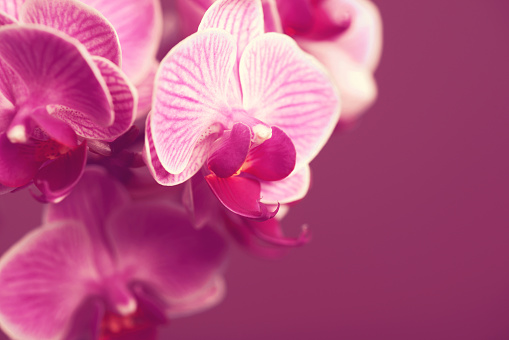 Orchid Flower