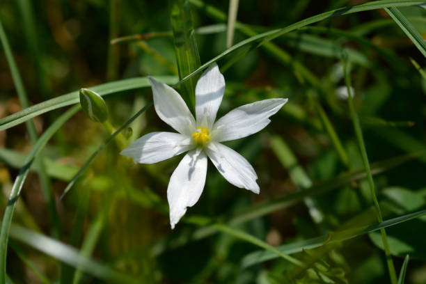 istock Garden star-of-Bethlehem 1248237938