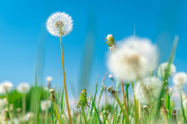 istock dandelions on a green field in summer time 1248238112