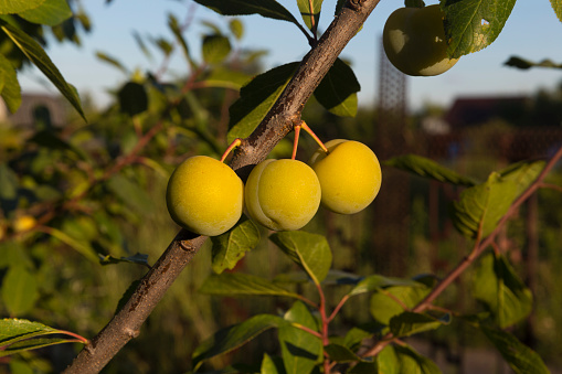 Close up of yellow plum on a branch.