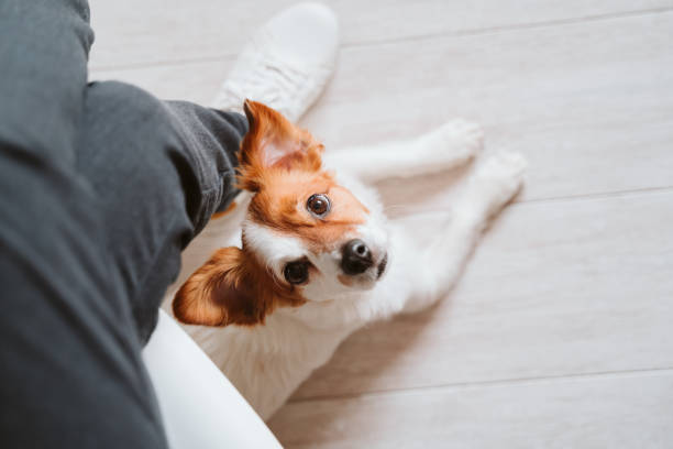 istock young woman at home using mobile phone, cute small dog besides. work from home concept 1248240431