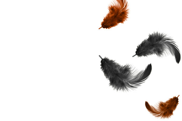 istock Light fluffy black and gray feathers floating in the air, isolate on white background with copy space. 1248240465