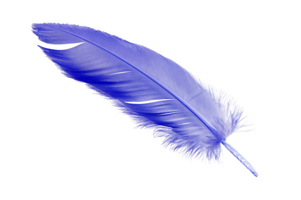 istock Purple bird feather isolated on white background. 1248240511