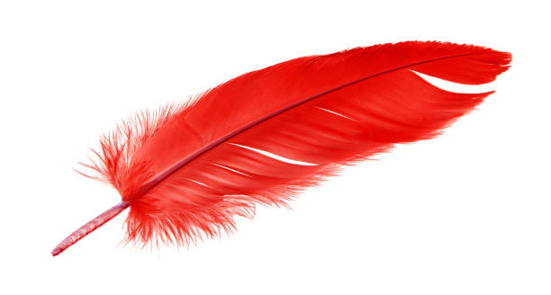 istock Colorful red bird feather isolated on white background. 1248240519