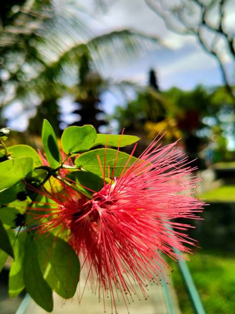 istock Red chaliandra flowers in bloom 1248241111