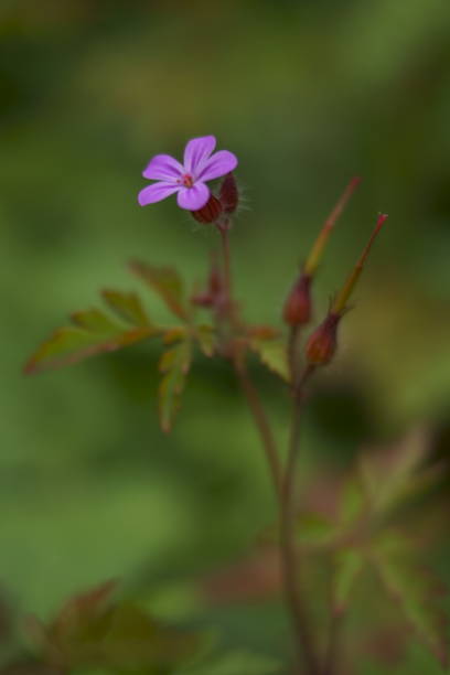 istock Background with purple wildflower, Little-Robin, Geranium purpureum 1248242277