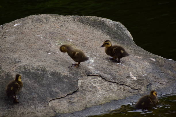 istock Kids of spot-billed duck 1248243552