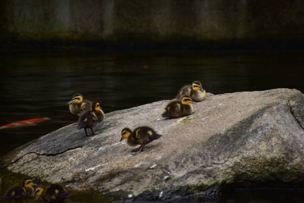 istock Kids of spot-billed duck 1248243557