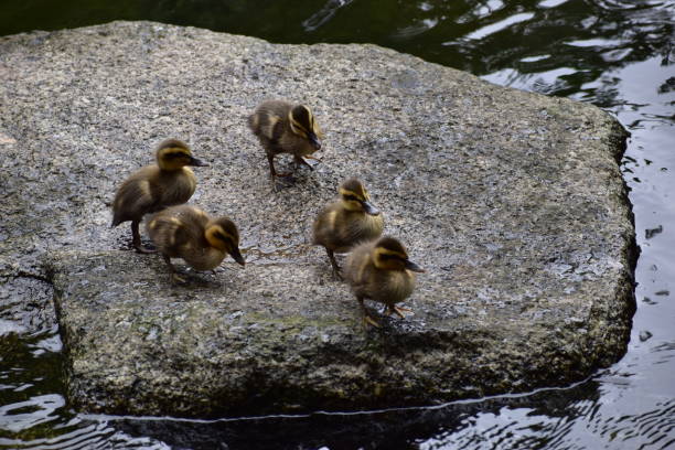 istock Kids of spot-billed duck 1248243558