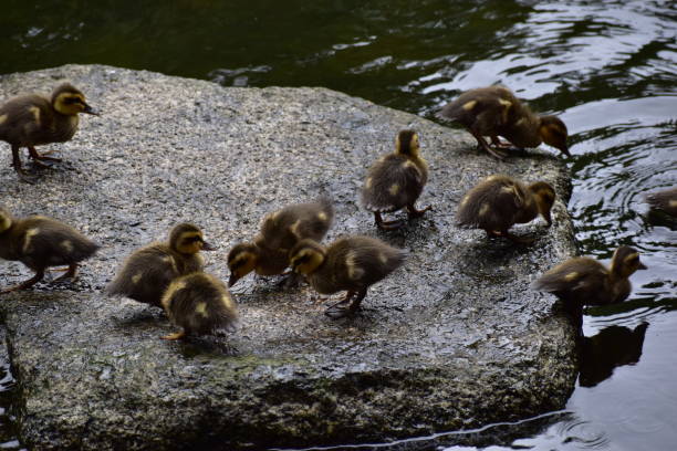 istock Kids of spot-billed duck 1248243563