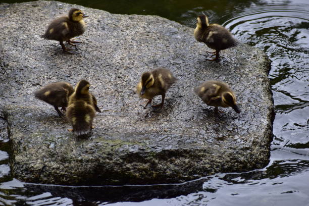 istock Kids of spot-billed duck 1248243572
