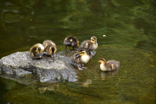 istock Kids of spot-billed duck 1248243603