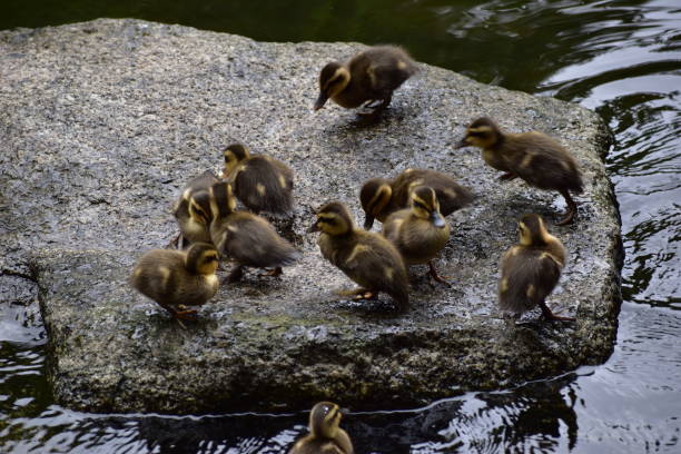 istock Kids of spot-billed duck 1248243606