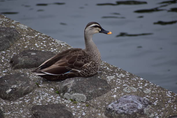 istock Portrait of spot-billed duck 1248245264