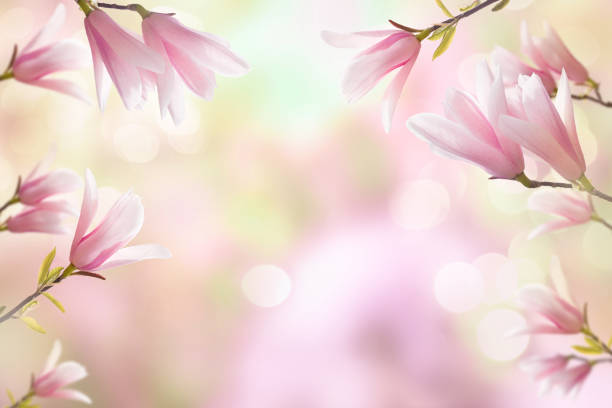 istock Magnolia branches on a blurred natural background of nature with sunlight and bokeh. Spring seasonal background 1248245541