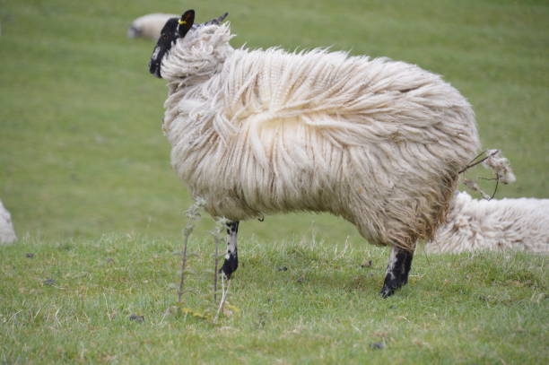 Sheep in a green field with its wool being blown by the wind. The sheep have longer wool thanks usually envisaged. This was taken in Beoley, near Birmingham in the West Midlands, England, UK, Europe.