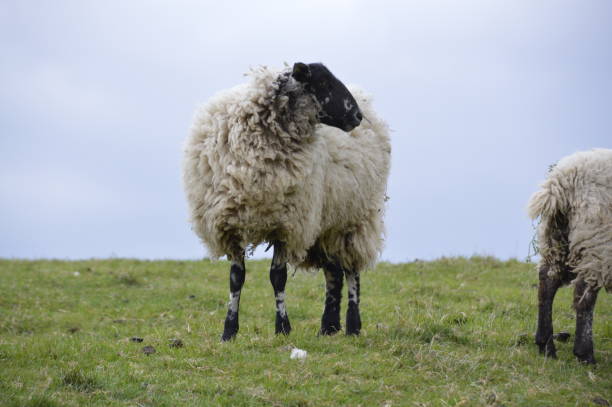 istock Sheep in a green field with blue / overcast sky 1248245926