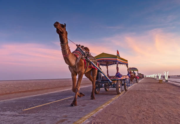 rann festival in indien - camel desert travel safari stock-fotos und bilder